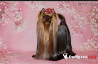  HELMIDGE HANITTA &mdash; Labaza DogPedigree YorkshireTerrier
